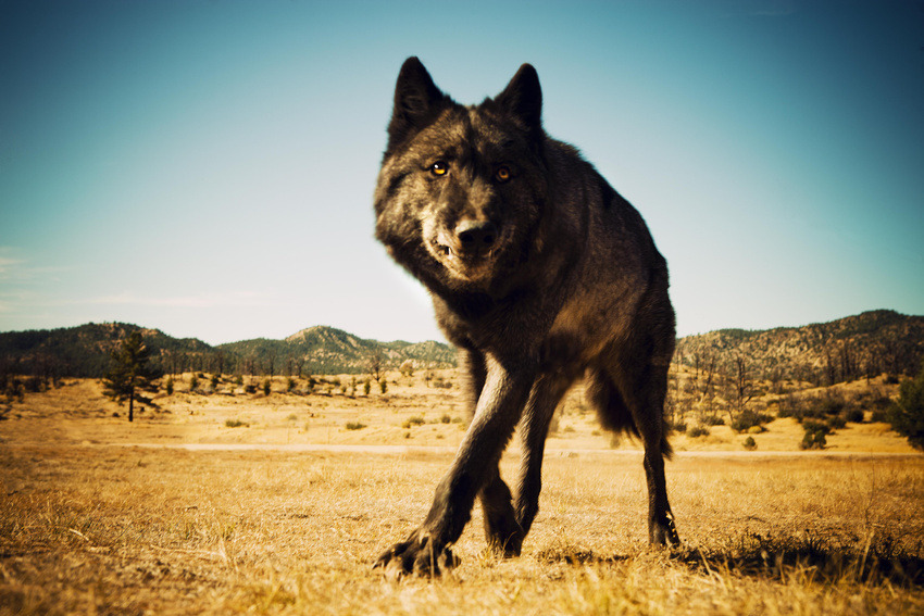 jayalice:  Photo credit Michael Muller