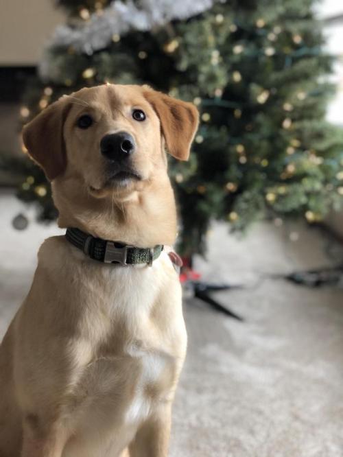 awwcutepets:Got a new friend just in time for the holidays! Reddit, meet Archer. His 4th home in 2yr