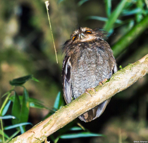 ainawgsd:Xenoglaux loweryi, the long-whiskered owlet, is a tiny owl that is endemic to a small area 