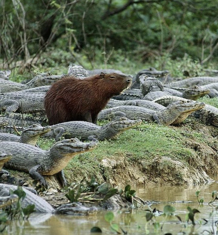 happyheidi:Capybaras and friends ♡𝘊𝘢𝘱𝘺𝘣𝘢𝘳𝘢𝘴 porn pictures