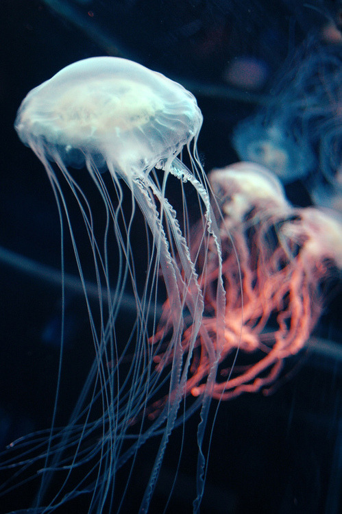 sh8na:  Dancing by Joe Collver WWW.SH8NA.TUMBLR.COM