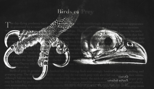 Photograms of The Unfeathered Bird by Katrina van Grouw.Birdie Saint Pierre