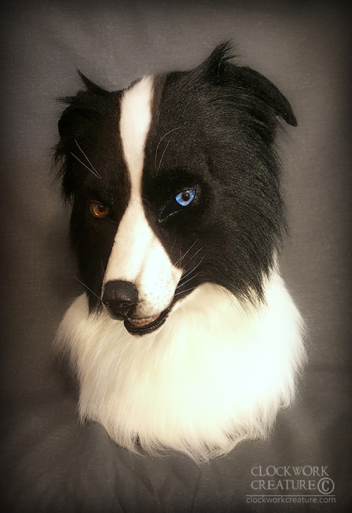 Finally finished this border collie head! It will be up for auction starting tomorrow (Fri May 19)!