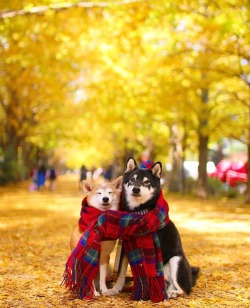 todayintokyo:Autumn friends by nerishiro,