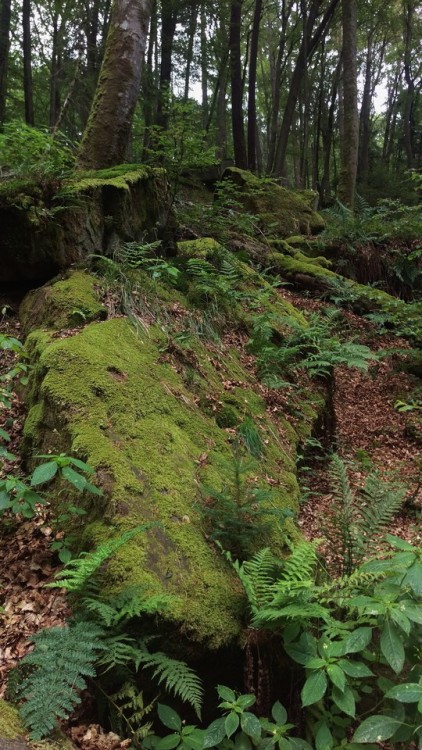 gewiwo:Karlstalschlucht,Trippstadt,Germany