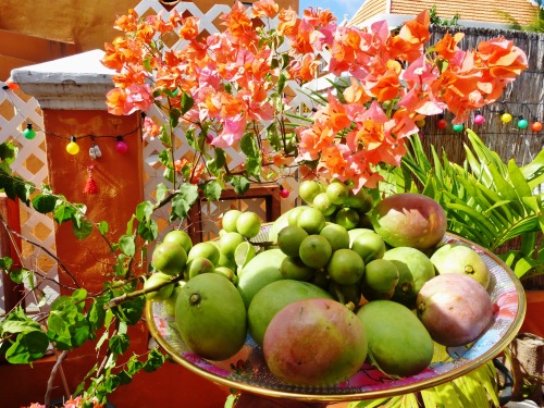 vayavegan: Today my jaw dropped when I saw this tree at my aunts house. There are hundreds of mangoe