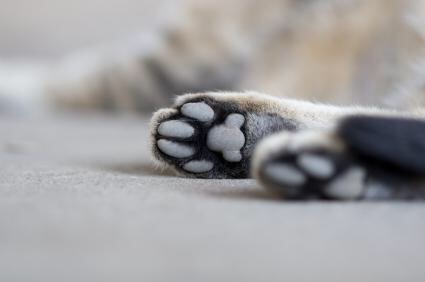 fluffytherapy:  Kitty paw appreciation post.  FURRY FRIDAY