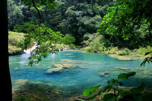 exotic-elephant-s:jungle-sorbet:  • follow jungle-sorbet for more tropics •  follow exotic-elephant-s for more tropical/jungle posts