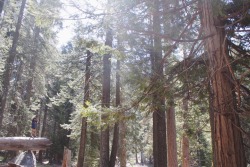 nuhstalgicsoul:  Sequoia National Park