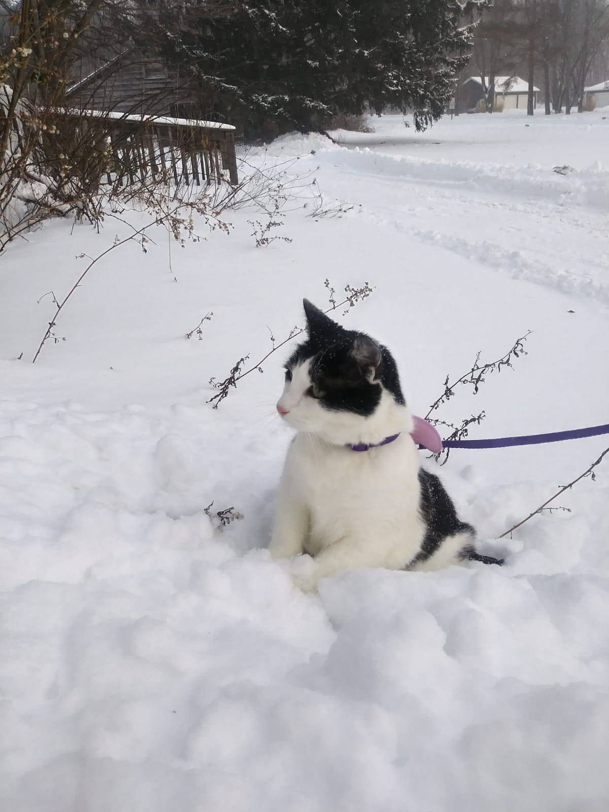 myspookyson:   Spooky’s First Snow 💕 