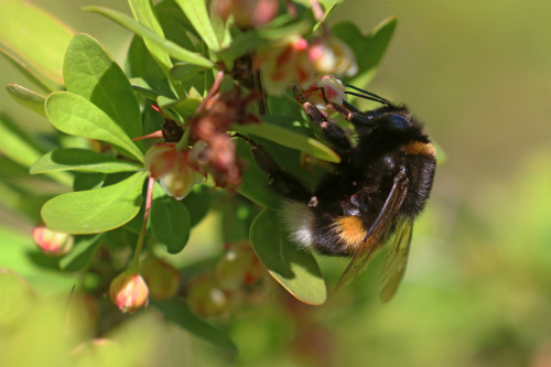 michaelnordeman:The bumblebees really like our Japanese barberry. On this day two years ago I took t