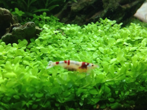 Berried females F1 pinto mix bees. More pintos to come?