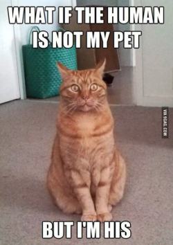9gag:  Conspiracy Cat: What If The Human