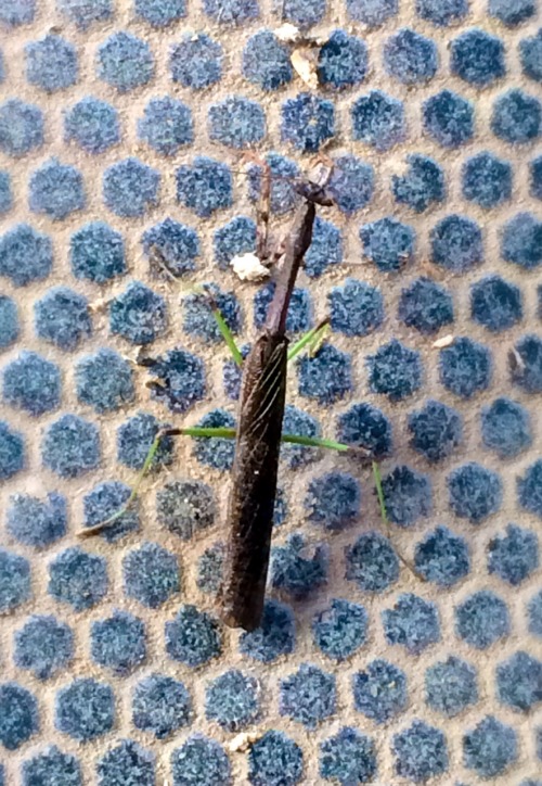 A praying mantis my girlfriend found in her barn.  Photos by Felicia Tuman