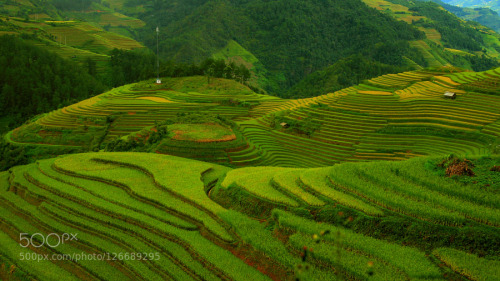 Terraced Rice Fields in Mu Cang Chai by khoitran
