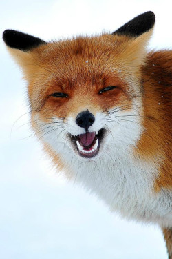 accio-forest:  infinityc0re: Foxy smile by Dexter Bressers