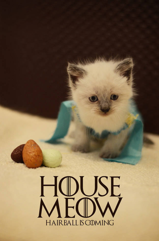 gabeweb:  Tiny Kittens Dressed As Fantasy Characters The Lord of the Rings, Star