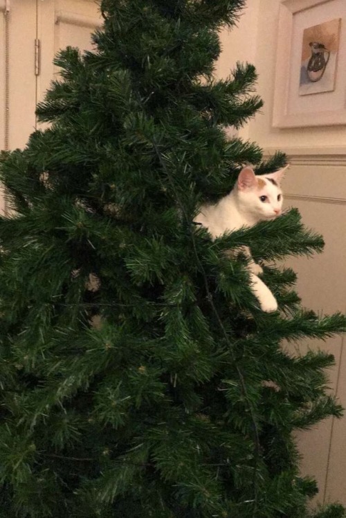 catsuggest:Ken trying to be the star on the top of the tree@walkthegale 