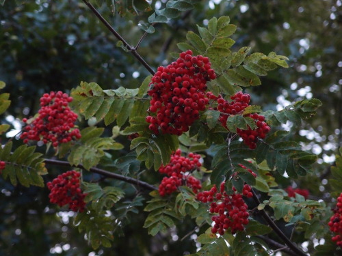 Sorbus aucuparia — rowan a.k.a. mountain-ash