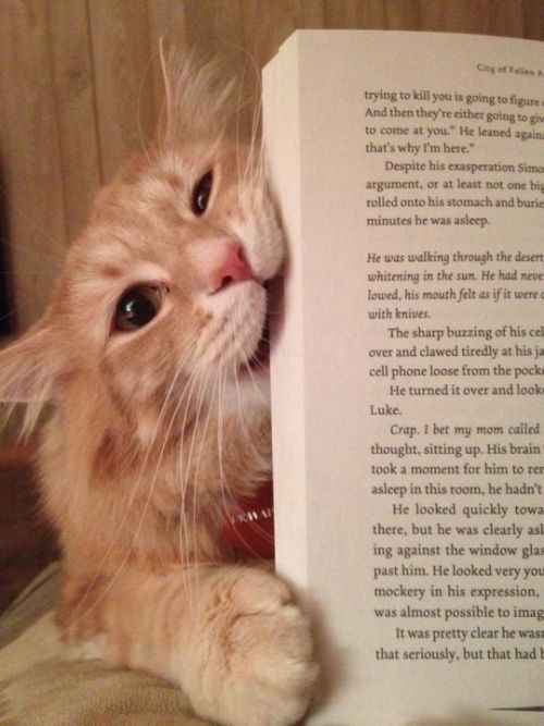 Porn Pics trasemc:  cats and books!! i love it!