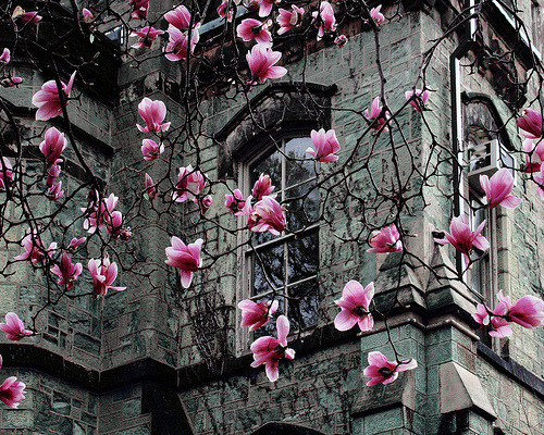 bluepueblo:  Spring Blossoms, Paris, France photo via shay 