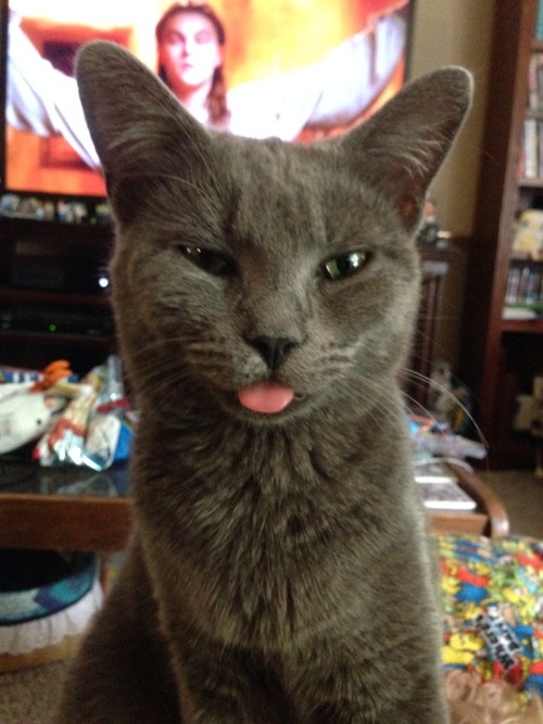 boobisboobbackwards:kalewolfson:My cat brokeBlep