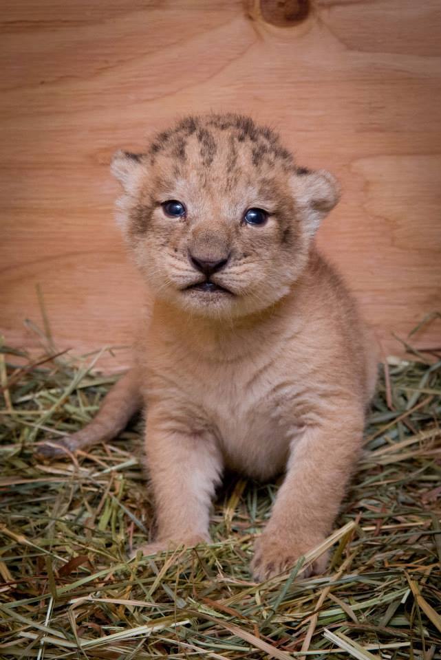 zooborns:  Oregon Zoo’s Lion Pride Grows  Neka, a 6-year-old African lion at the