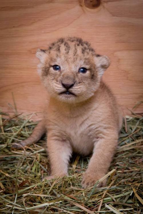 zooborns:  Oregon Zoo’s Lion Pride Grows  Neka, a 6-year-old African lion at the Oregon Zoo, gave birth to three healthy cubs on September 7. Veterinarians conducted their first examination of the 12-day-old cubs, and found that all three cubs are girls!