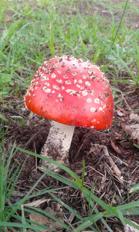 lavandabrujeria: Amanita muscaria!! I was so excited to see this lil cutieI used to see these all 