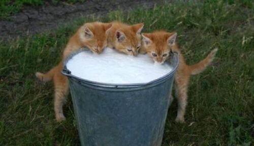 渡辺隆之 ‏@vision_watanabe  お昼ご飯はバケツいっぱいのミルク‼️#ねこ #猫 #cat