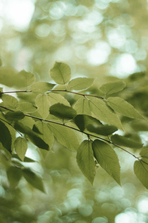 rabbitinthemeadow:The frolicking of light through laden boughs // Part 4