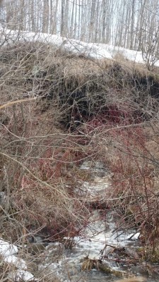 I left work early, got home and heard water flowing heavily on the back end of my property.   Normally there&rsquo;s  a stream that trickles out one of the caves.  With the quick snow melt it was flowing real good.   I decided to take a hike with my dog