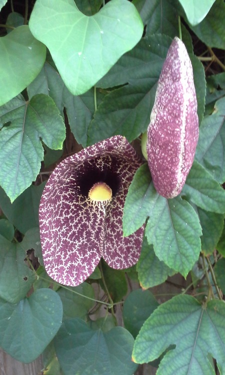 Dutchman’s pipe flower