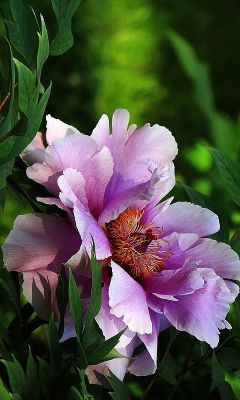 flowersgardenlove:  Peony Beautiful gorgeous pretty flowers