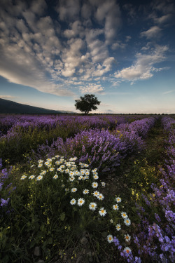 renamonkalou:  Lavender in Bulgaria |  Crazy