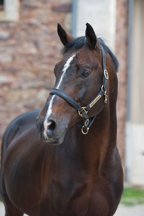 akingdomofhorses: 49/۩ Fantastic Warmbloods Bentley Van De Heffinck, 2001 Belgian Warmblood Stallio