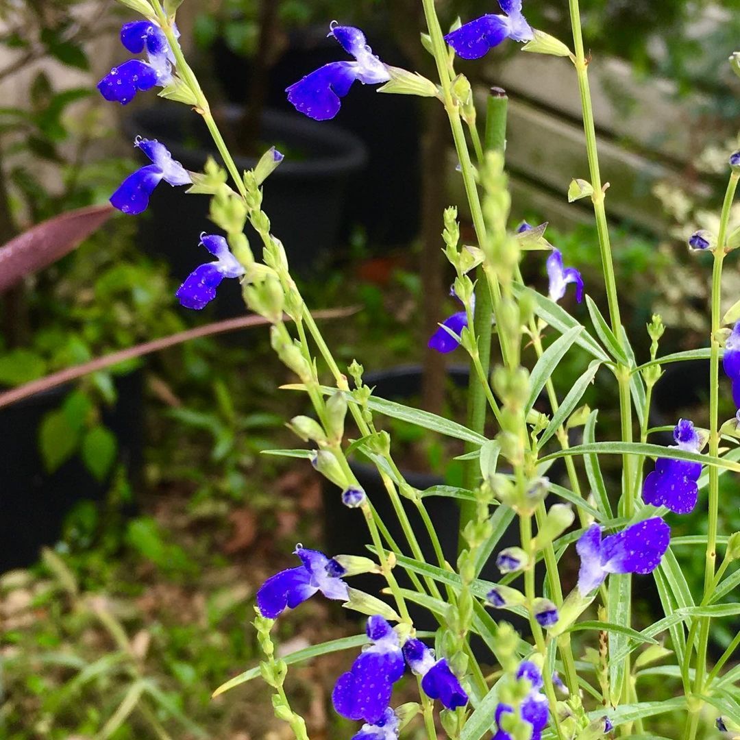 ハーブ 秋 青 花 インスタ フォトジェニック 画像 写真素材 ジェーコイメージズ