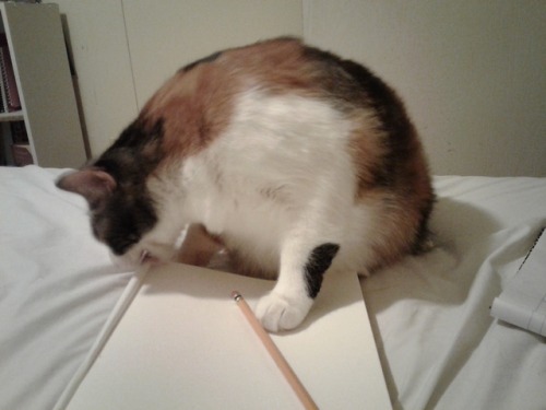 kindnessiseternal: Penny ‘helping’ me draw. @mostlycatsmostly