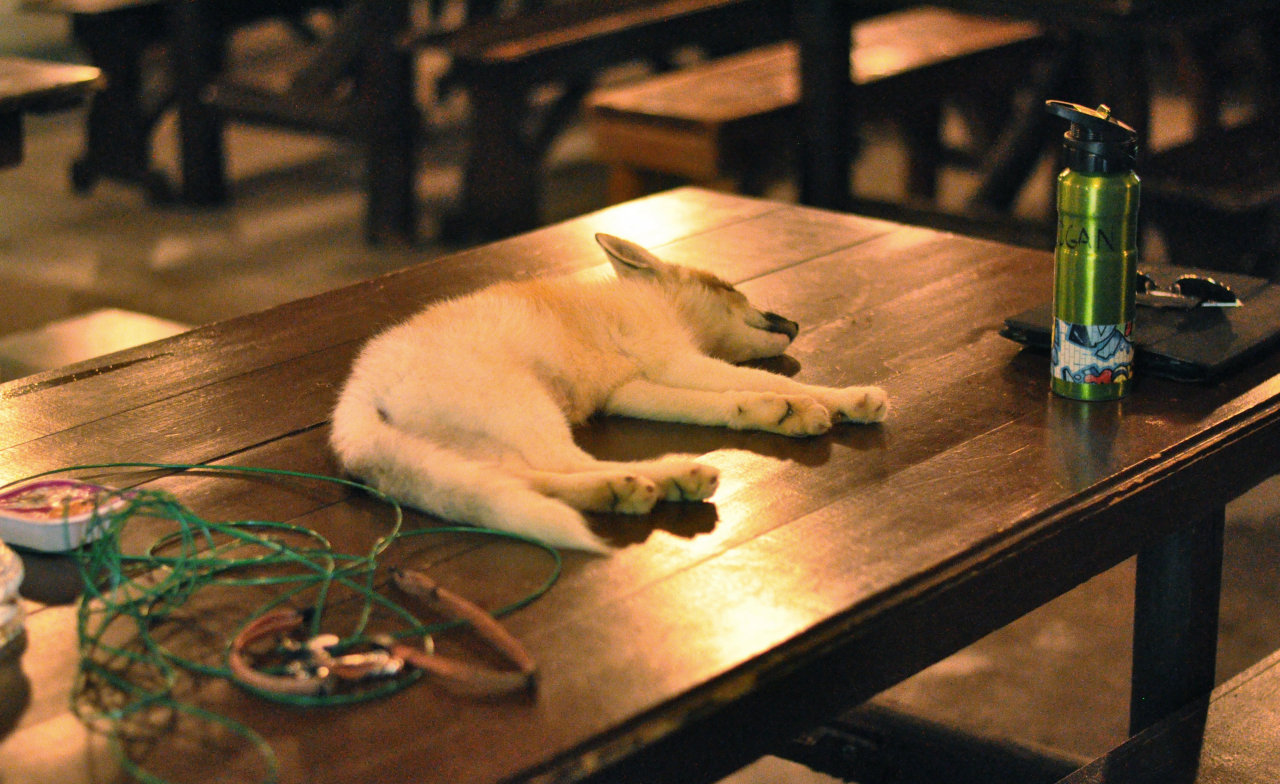 scottishwinds:  livingwithfoxesblog:  The poor kit was so tired after our hike, he