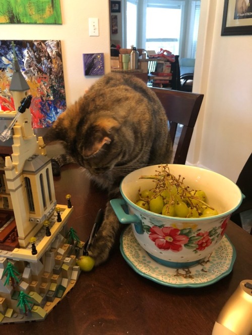 mykittyminka: Nymeria loves grapes.