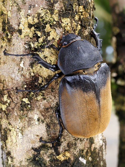 typhlonectes: Hercules beetle (Dynastes hercules), female, larva, and adult males, Central and South