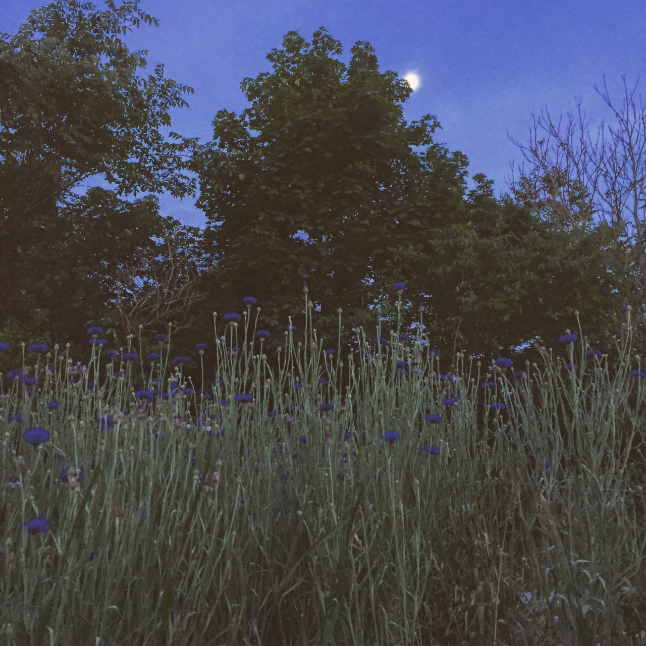 kropotkitten:waxing moon, salem, ma, june 2016