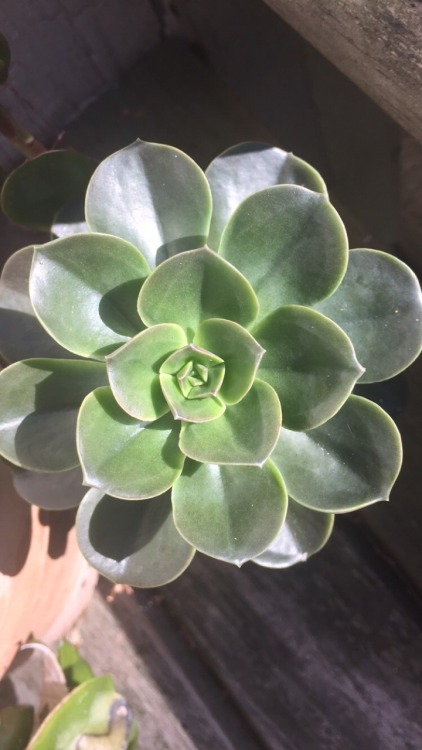 Summer Sun Makes Beautiful Rosettes.