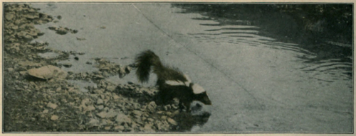 nemfrog: “Skunk crossing a stream.” The new student’s reference work for teac