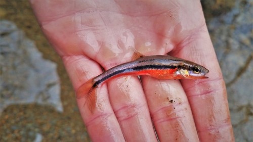 The middle of January and these little Southern Redbelly Dace still look brilliant as ever