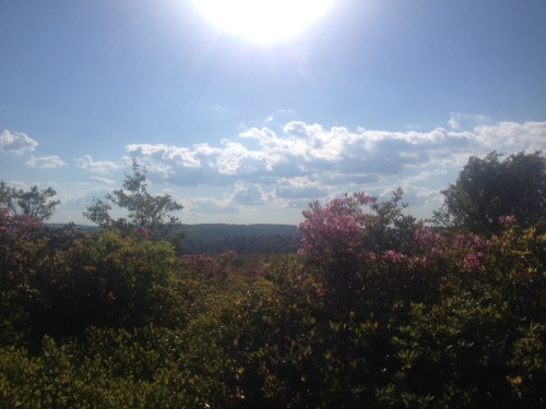 hadtoomuchtodreamlastnight:dirtyflowerchild:The Dolly Sods, WVmy favorite state