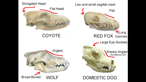 undertale-science:Thanks to a lot of hard research, I have determined what the Gaster blaster weapon