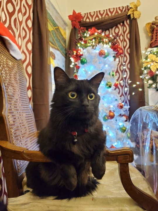 Here are some Christmas photos of my babies!__Ohhh so cute!!! Ive recently adopted a stray cat and I need to get her one of those tiny hatsss, lovely 💕
