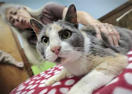 Cat Named &ldquo;Fortunate&rdquo; After Surviving 80-foot Fall (via SouthCoastToday.com)