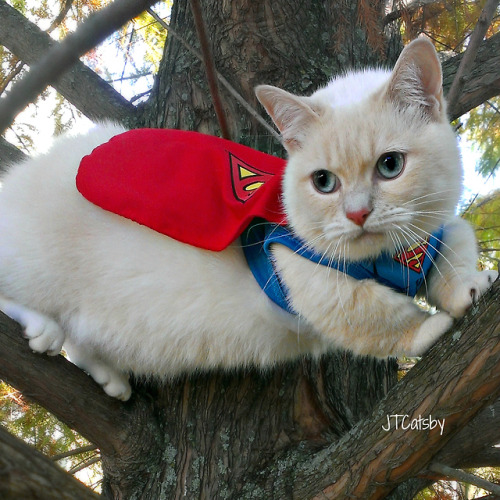 jtcatsby: It’s a bird! It’s a plane! It’s Super Catsby!!! Happy National Super Her